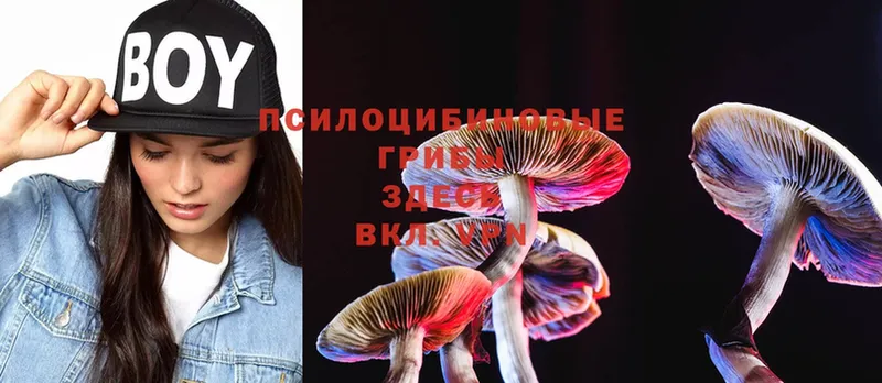 продажа наркотиков  Аксай  Псилоцибиновые грибы Psilocybe 